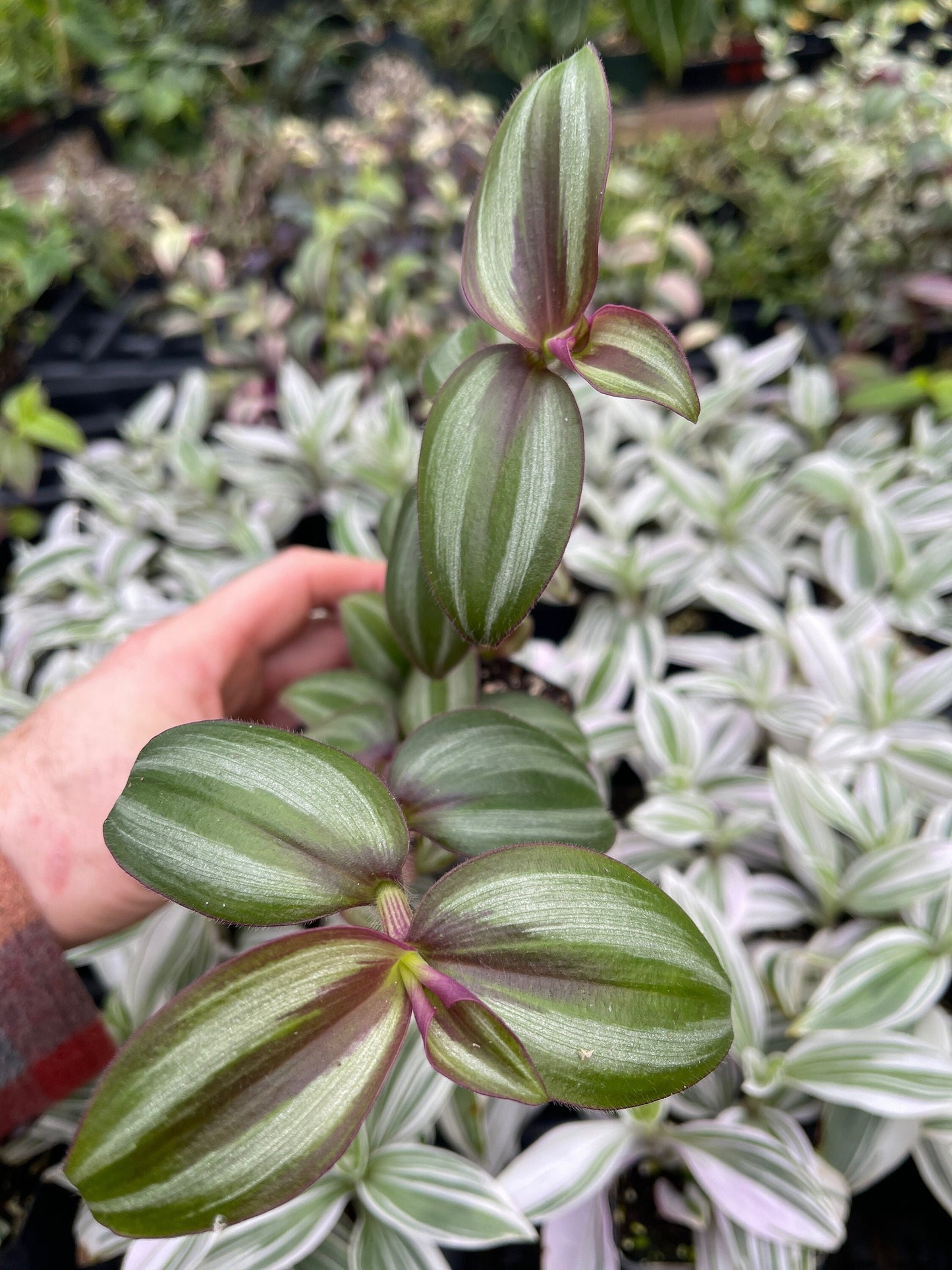 Tradescantia zebrina ‘evanescence’