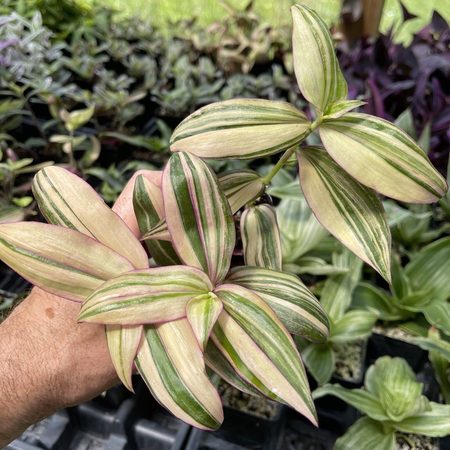 Tradescantia zebrina Ssp. DISCOLOR ‘MULTICOLOR’