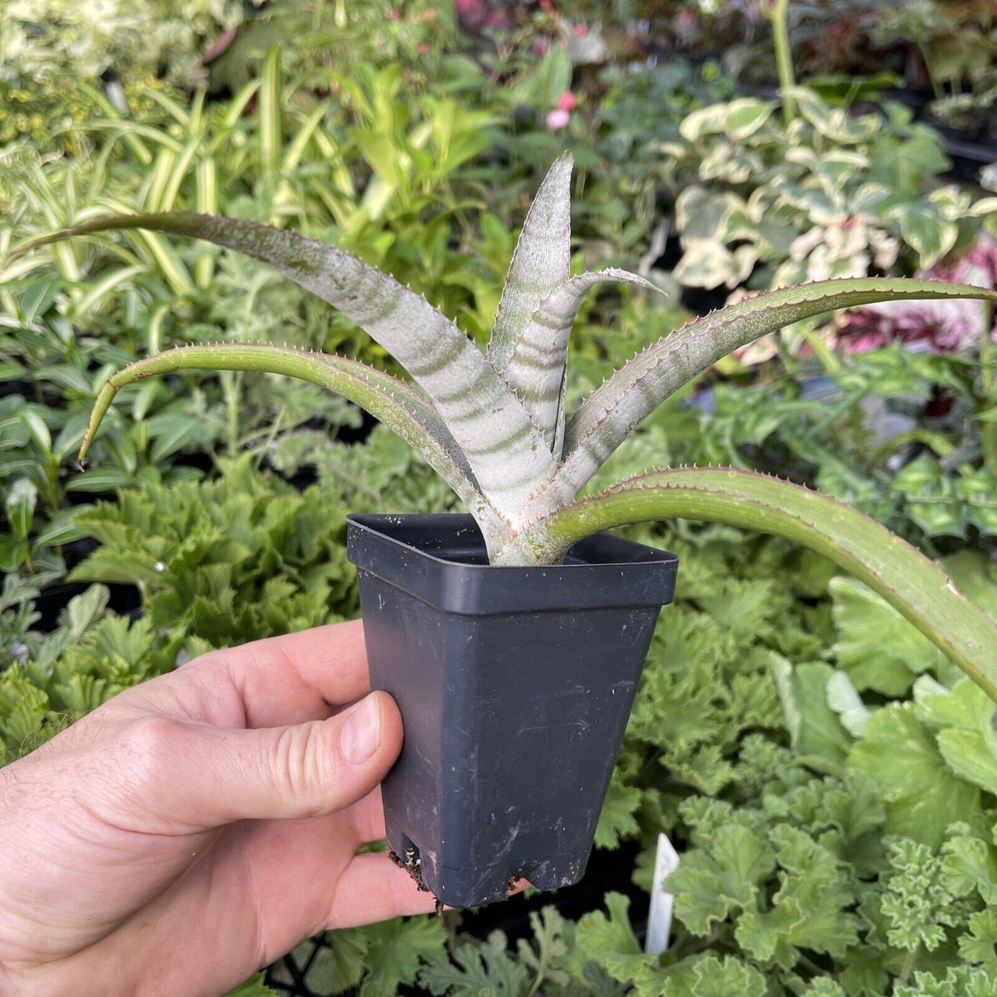 BILLBERGIA BRASILIENSIS
