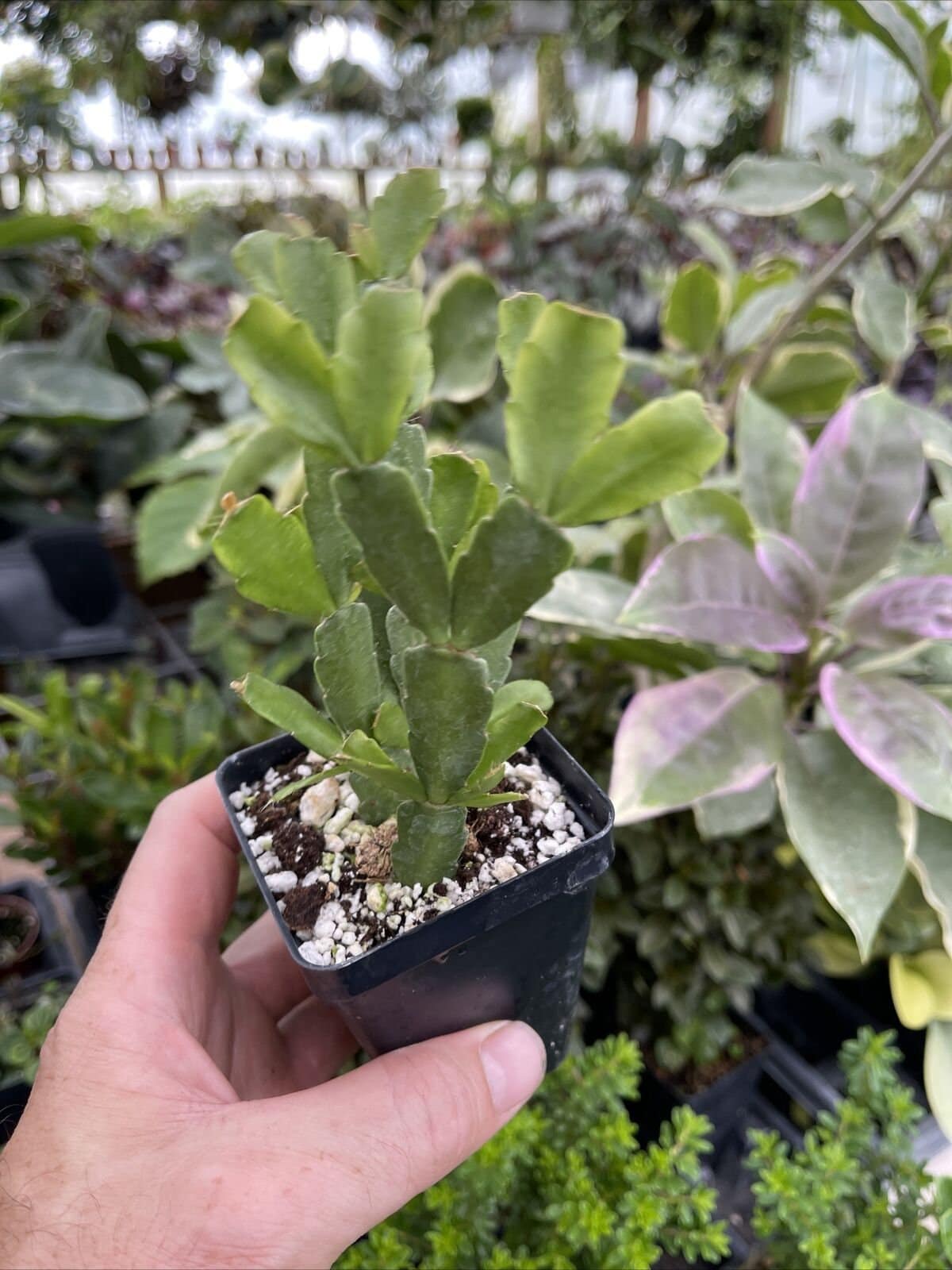 True Christmas cactus - SCHLUMBERGERA X BUCKLEYI - Rooted plants