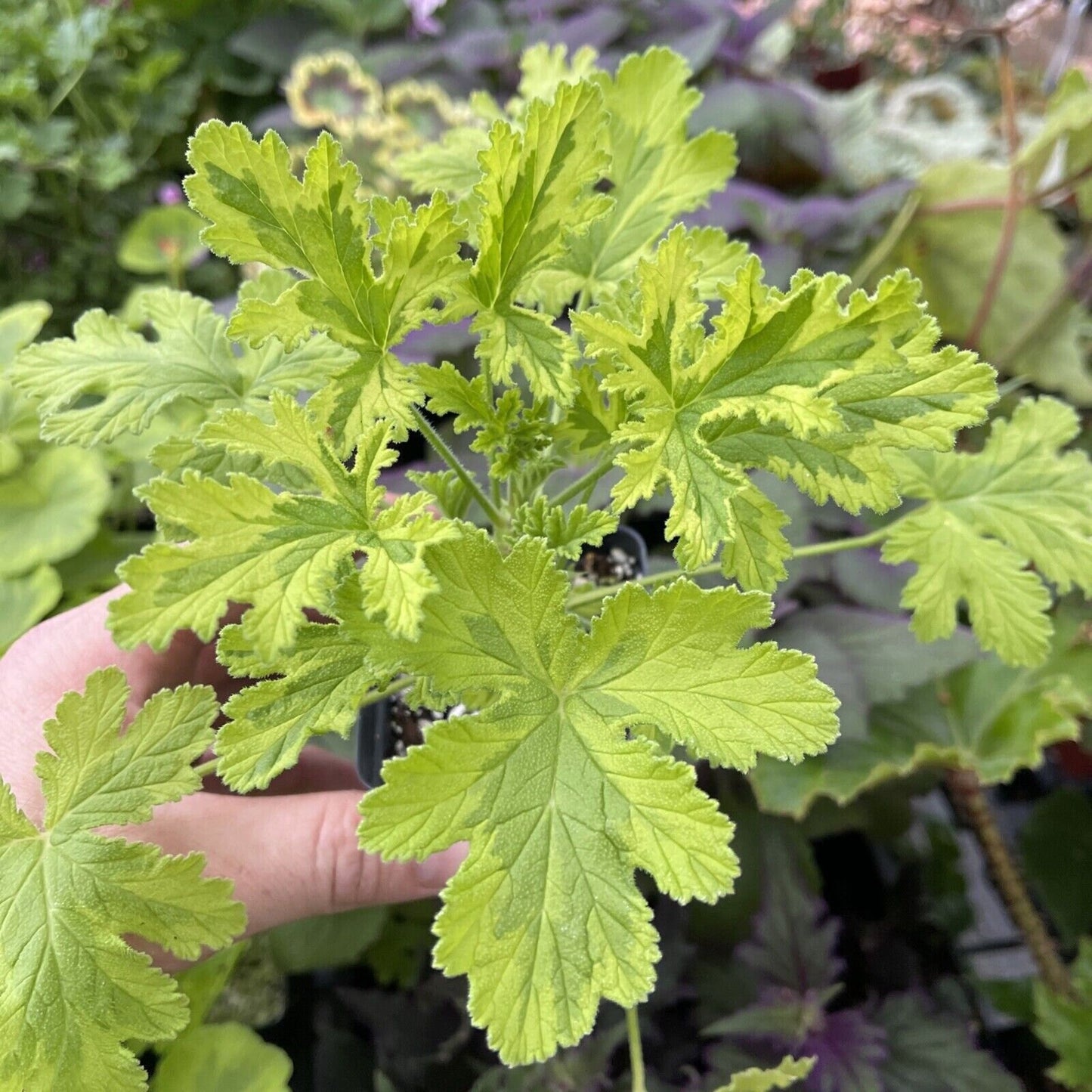 Pelargonium ‘CHARITY’ - Variegated rose scented geranium