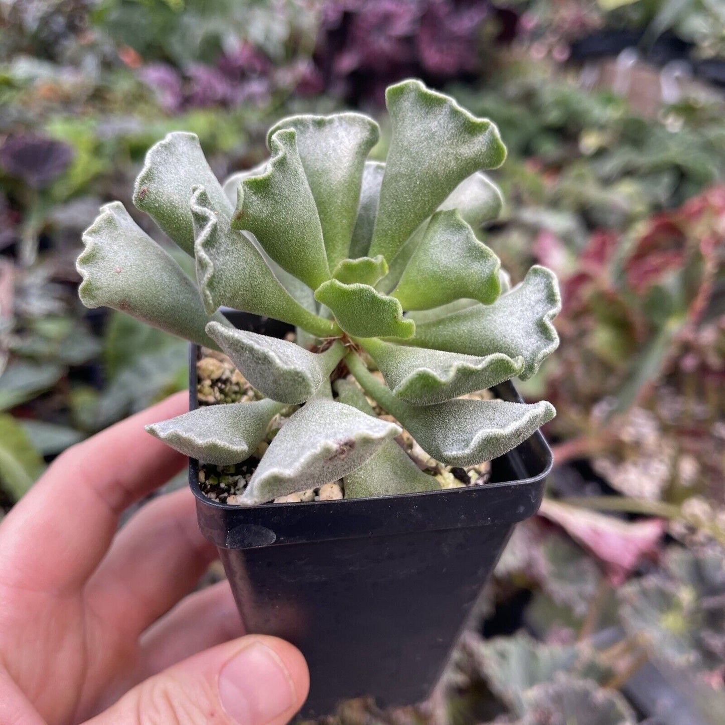 ADROMISCHUS CRISTATUS