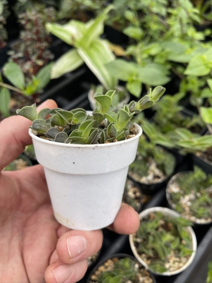 CALLISIA NAVICULARIS! neat succulent plant!