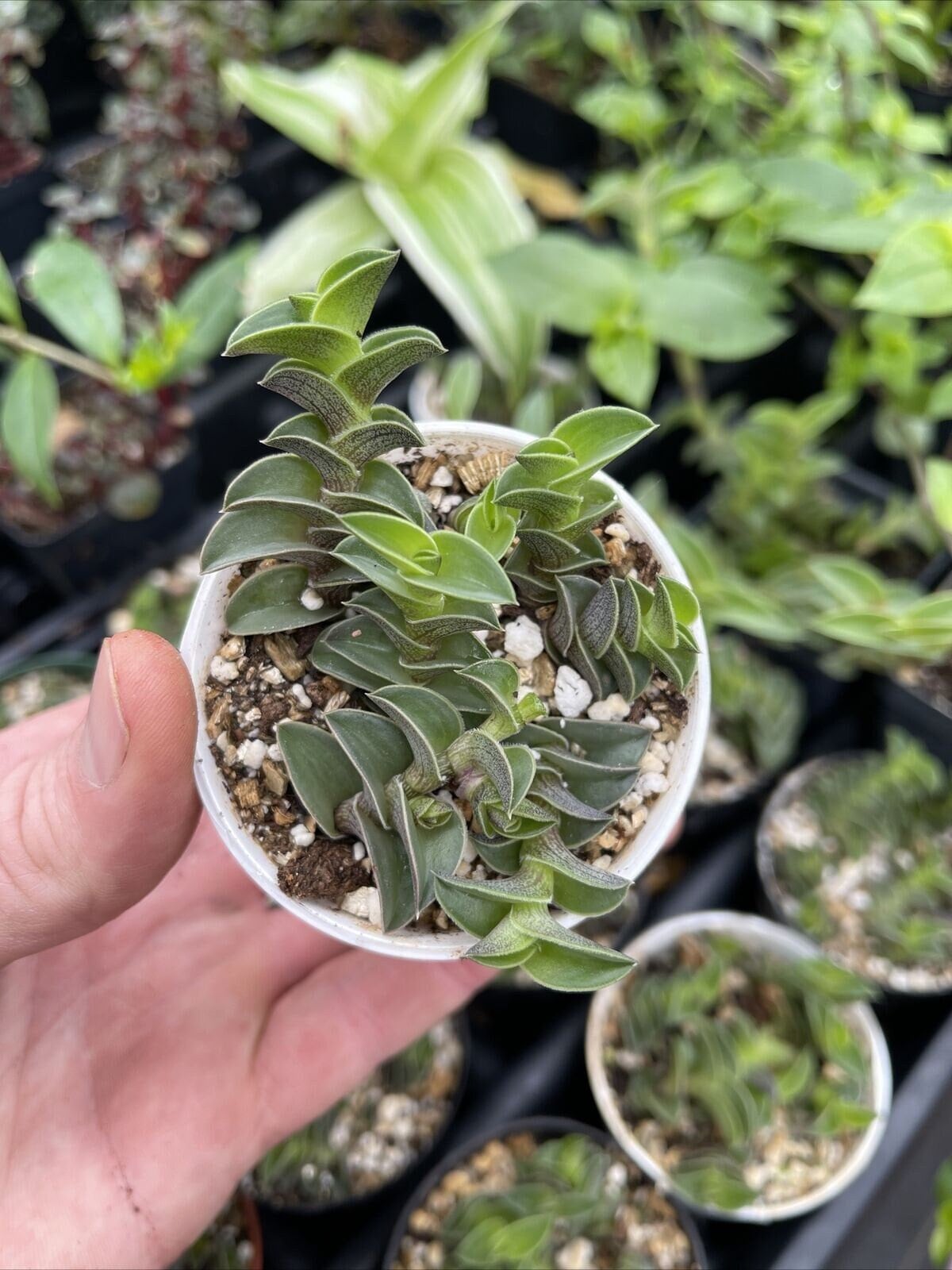 CALLISIA NAVICULARIS! neat succulent plant!