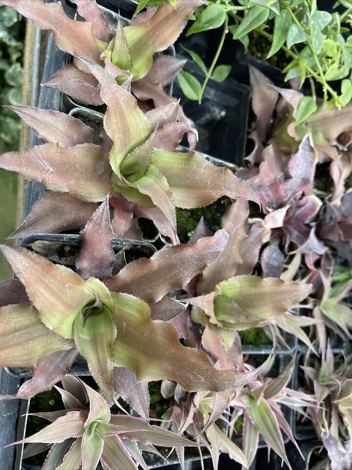 Cryptanthius marginatus - gets large