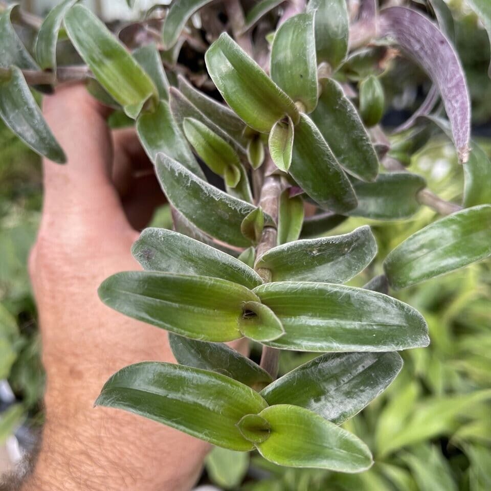 Cyanotis arachnoidea var. obtusa - 3 cuttings