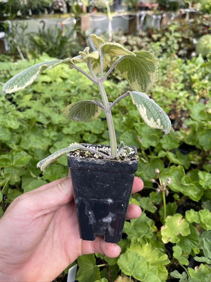 Variegated Plectranthus argentatus ‘HILL HOUSE”