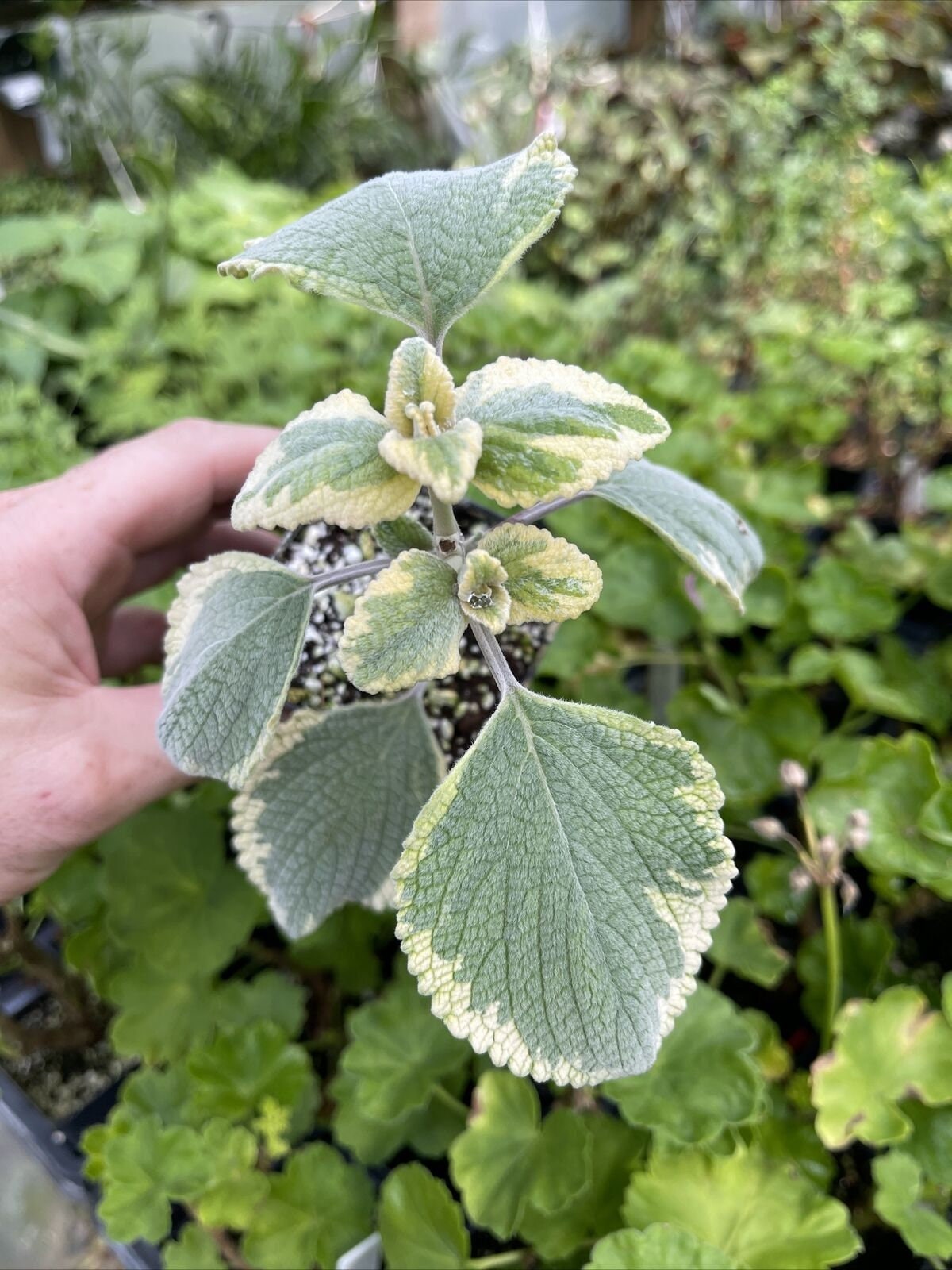Variegated Plectranthus argentatus ‘HILL HOUSE”