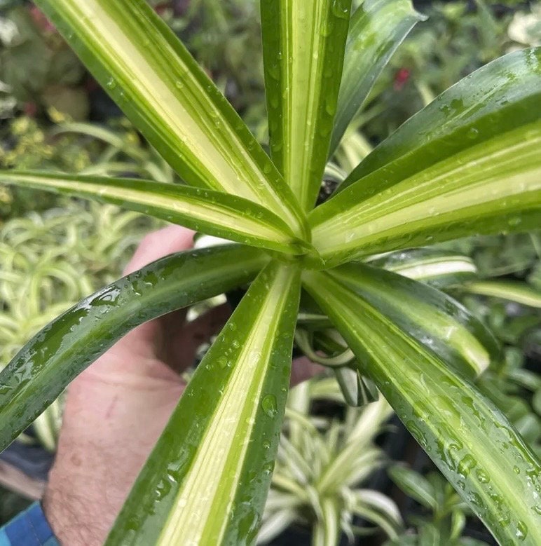 Spider Plant - Chlorophytum commosum ‘HAWAIIAN’!