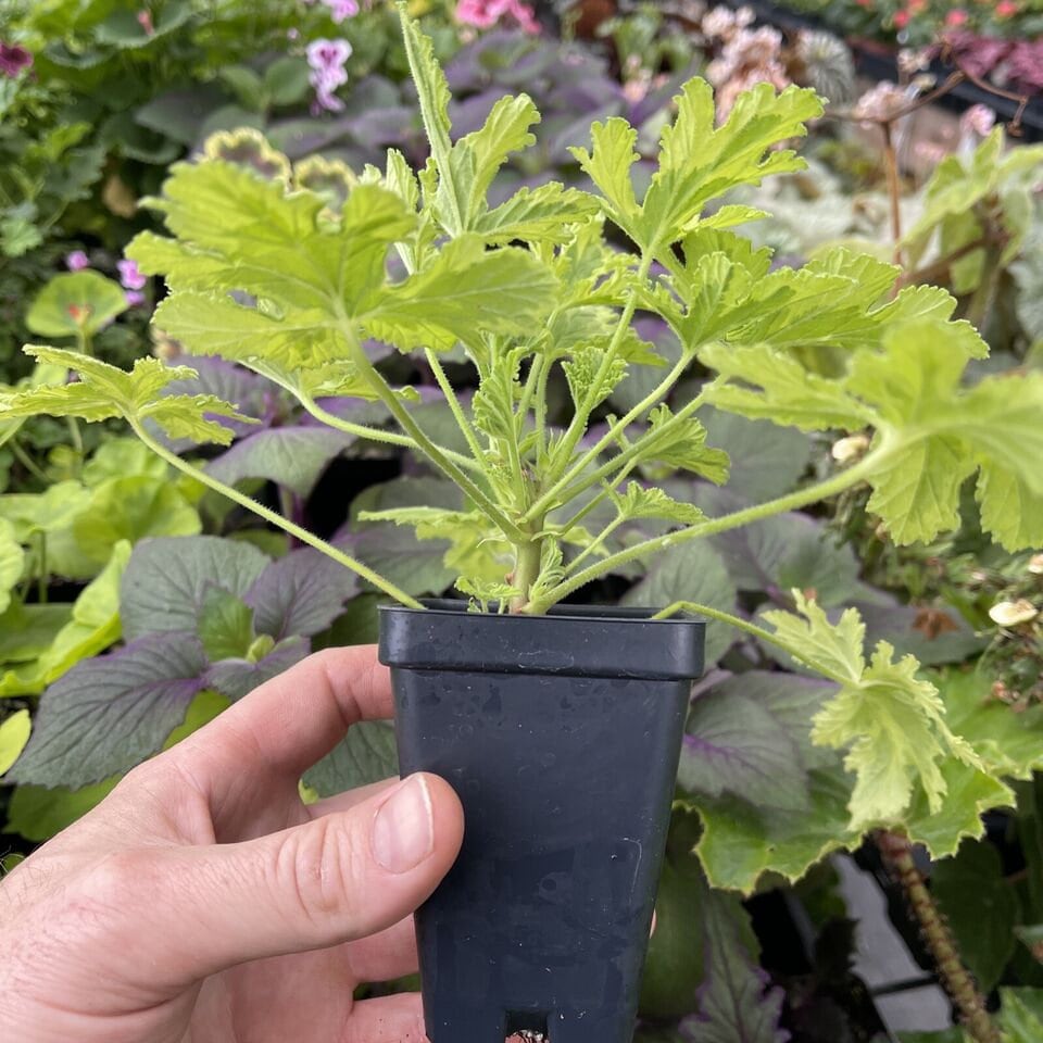 Pelargonium ‘CHARITY’ - Variegated rose scented geranium