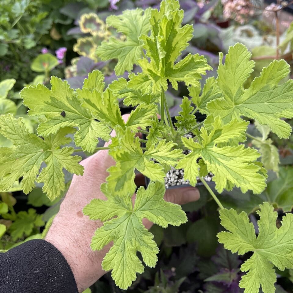 Pelargonium ‘CHARITY’ - Variegated rose scented geranium