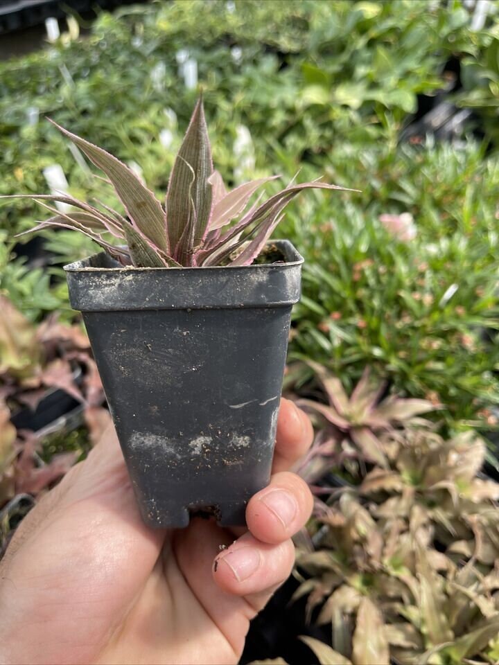 Cryptanthus ‘MARION OPPENHEIMER’