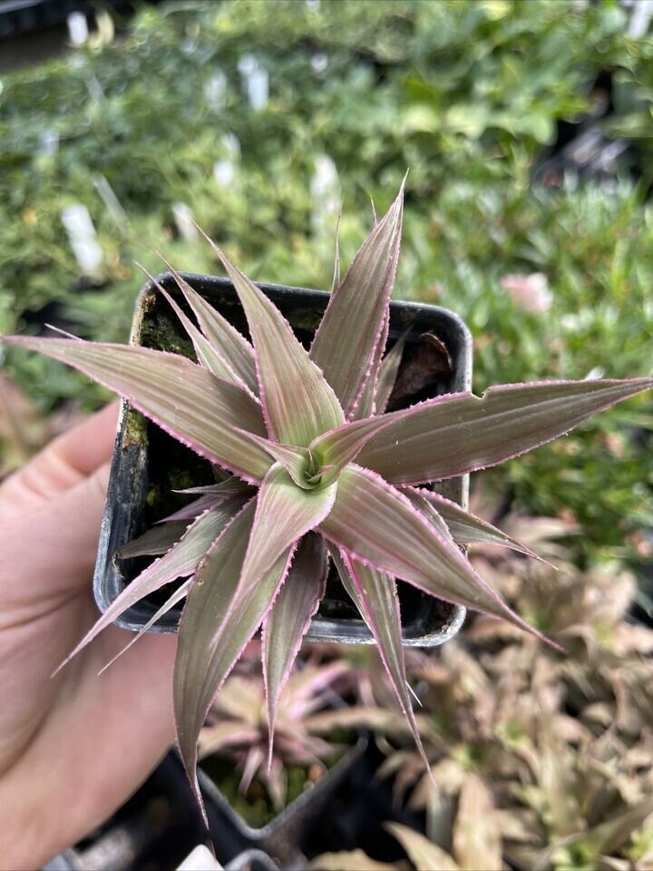 Cryptanthus ‘MARION OPPENHEIMER’