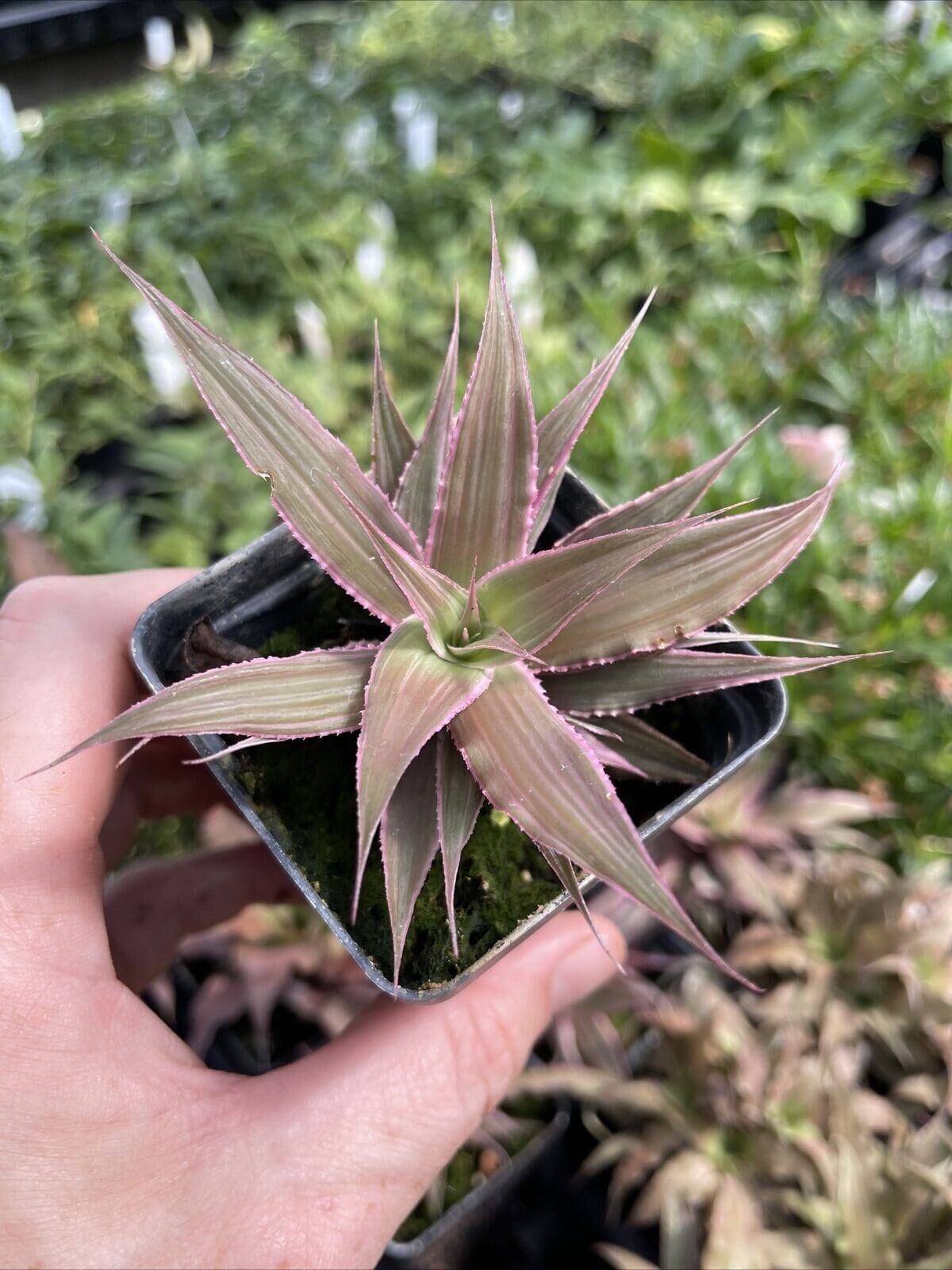 Cryptanthus ‘MARION OPPENHEIMER’