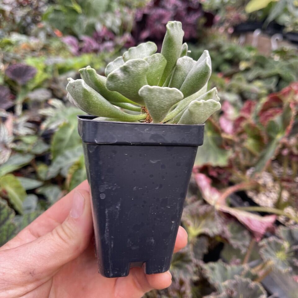 ADROMISCHUS CRISTATUS