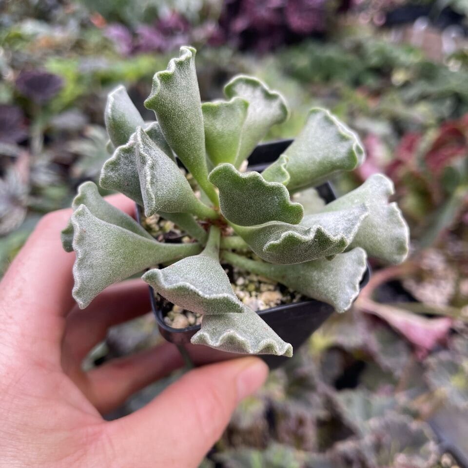 ADROMISCHUS CRISTATUS