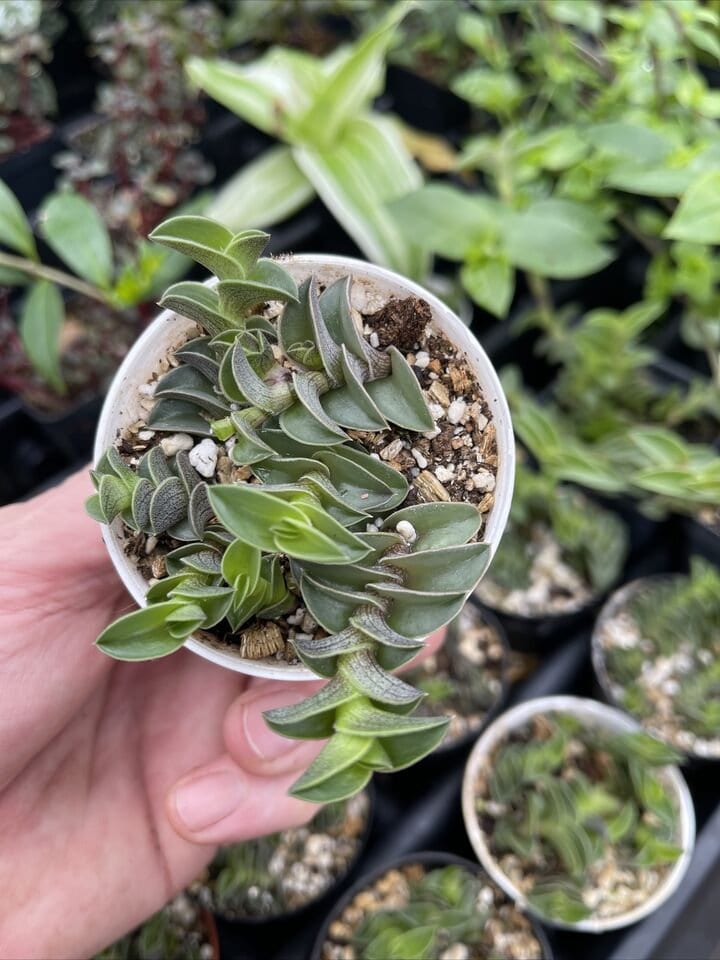 CALLISIA NAVICULARIS! neat succulent plant!