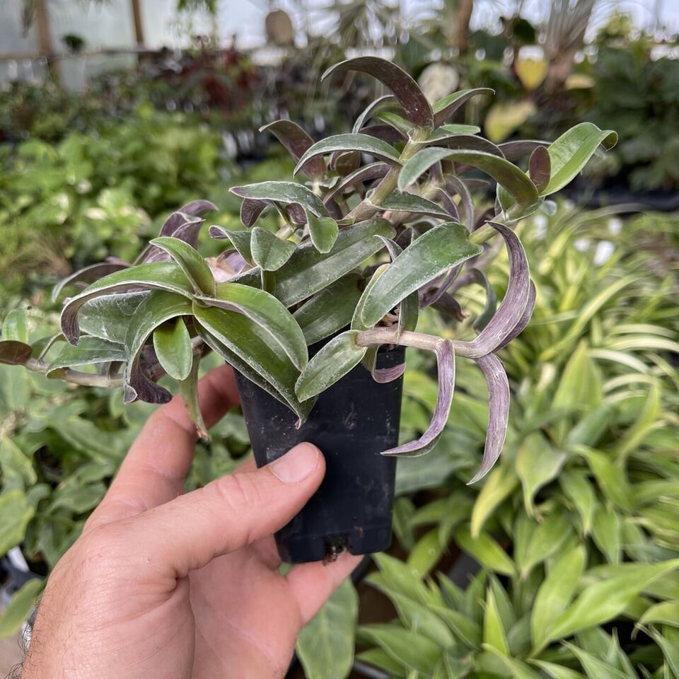 Cyanotis arachnoidea var. obtusa - 3 cuttings