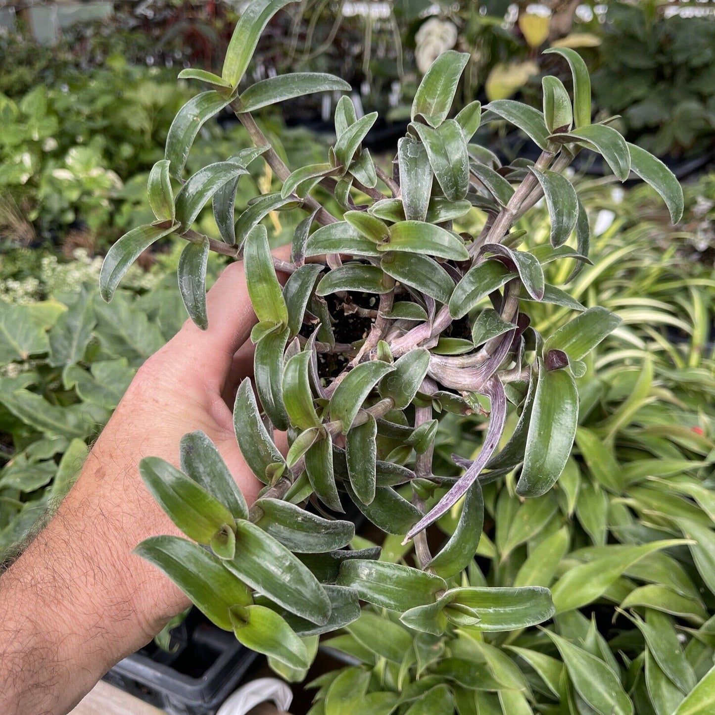 Cyanotis arachnoidea var. obtusa - 3 cuttings