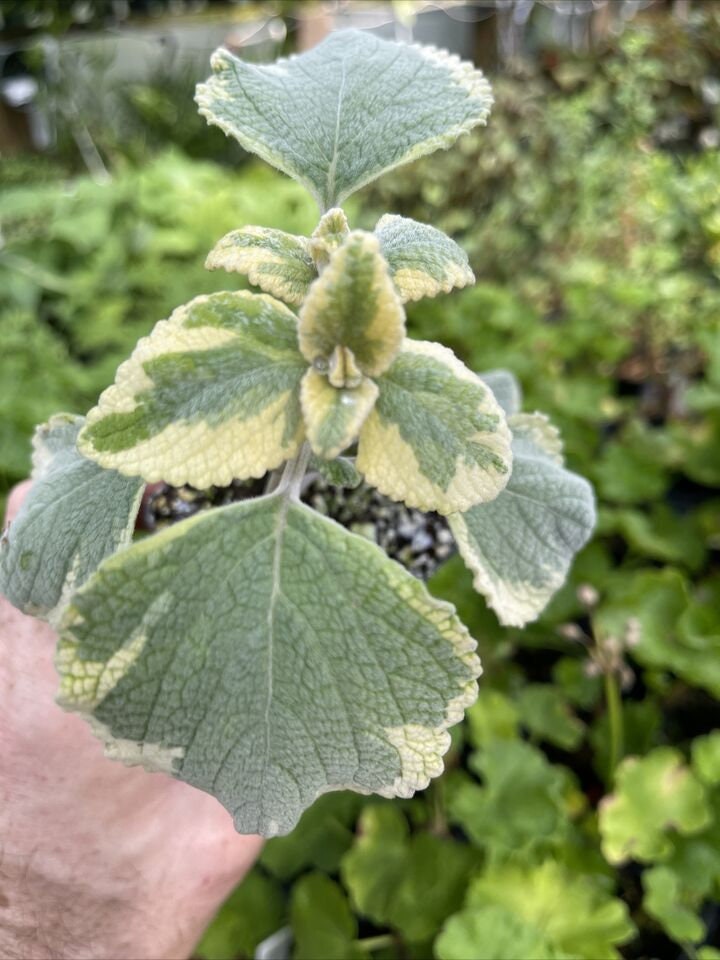 Variegated Plectranthus argentatus ‘HILL HOUSE”