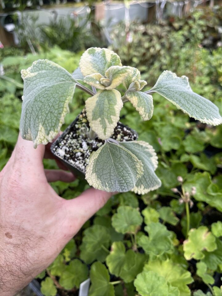 Variegated Plectranthus argentatus ‘HILL HOUSE”