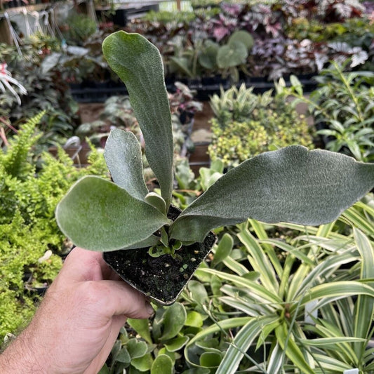 Compact staghorn fern - Platycerium bifurcatum ‘Netherlands’