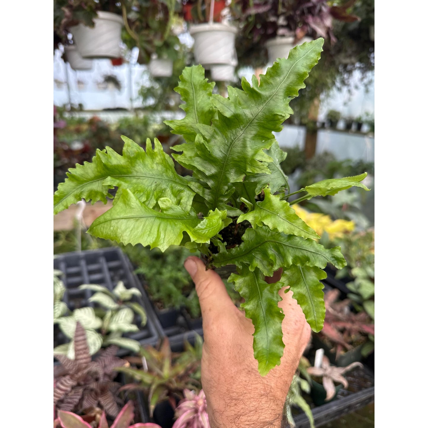 Colysis wrightii ‘monstifera’- Hard to find crested fern