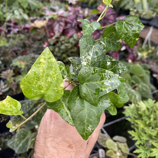 Ivy - Hedera helix ‘BIG SHOT’