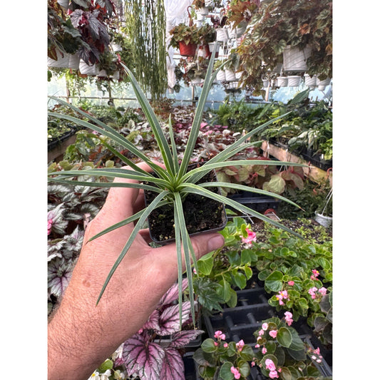 Agave gemniflora