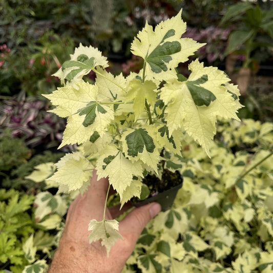 ABUTILON X ‘SAVITZII’ - Highly variegated