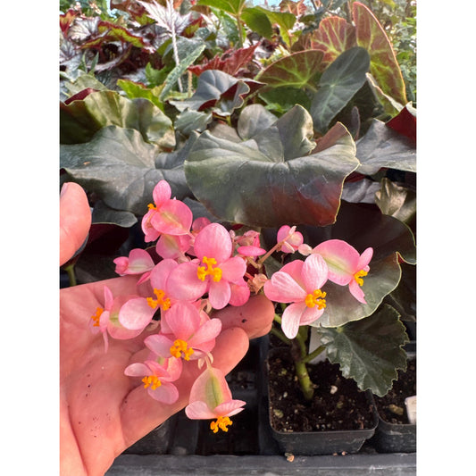 Begonia ‘Alice Faye’