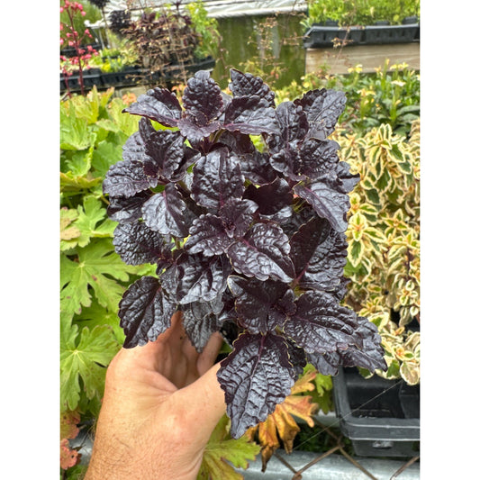 Coleus ‘shiny shoes’
