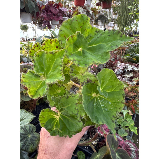Begonia ‘froggy’