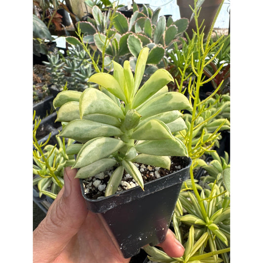 Peperomia dolabriformis ‘surfside’- variegated!