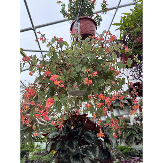 Begonia ‘Max Welton’