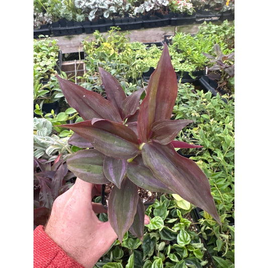 Tradescantia zebrina ‘dark desire’