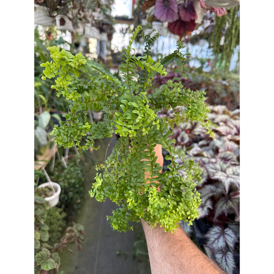 Nephrolepis cordifolia ‘handy’- Neat crested variety