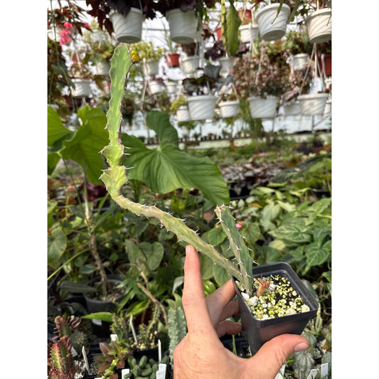 Euphorbia burana