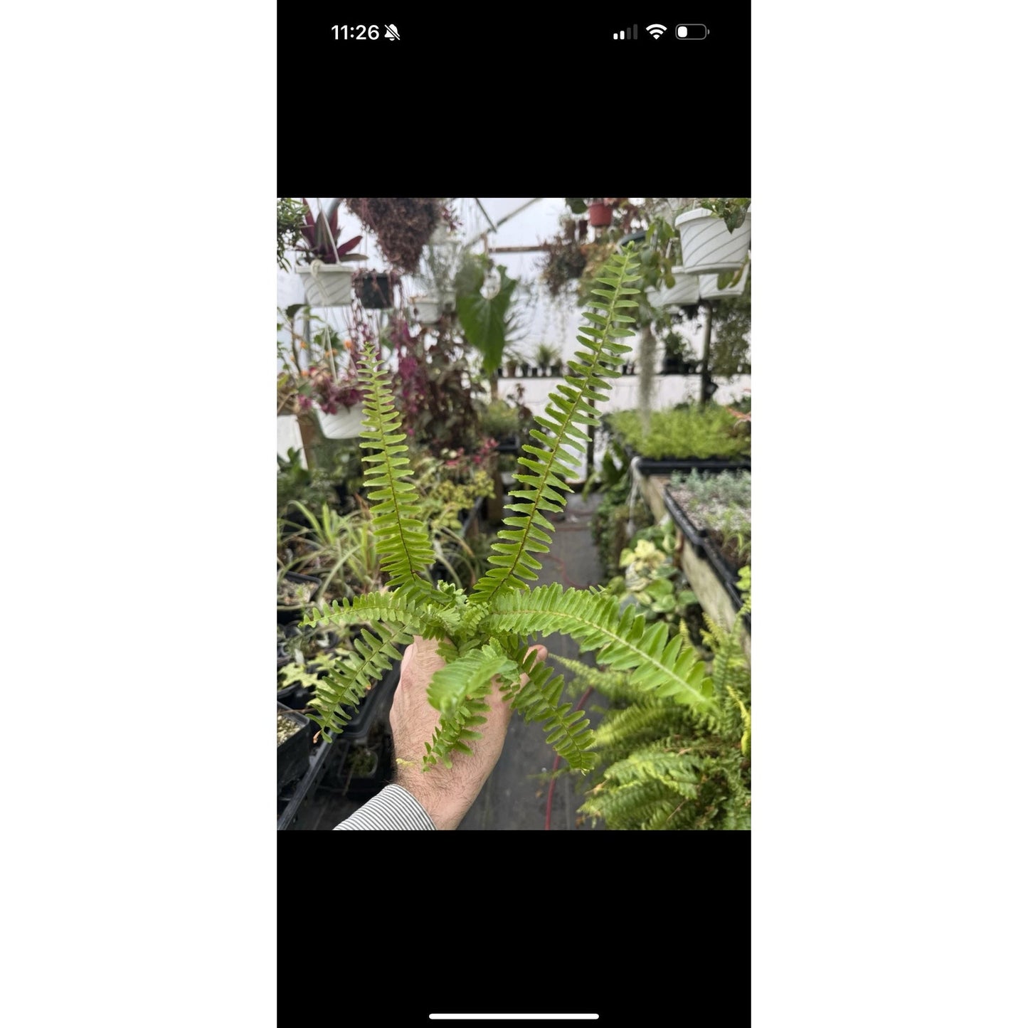 Nephrolepis cordifolia ‘emerald queen’! Upright Boston fern