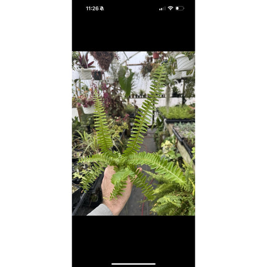 Nephrolepis cordifolia ‘emerald queen’! Upright Boston fern