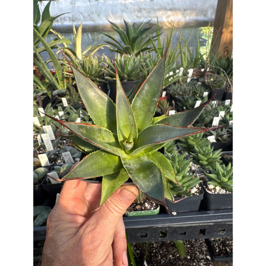 Agave ‘blue glow’