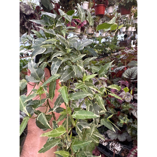 Ivy - Hedera helix ‘little herman’