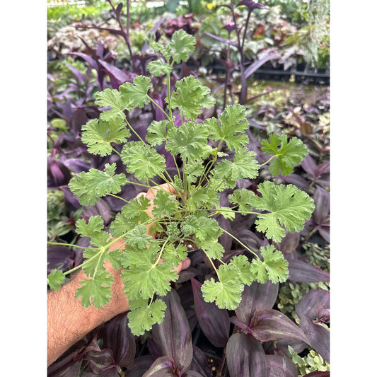 Pelargonium ‘Lillian Pottinger’! Scented Geranium!