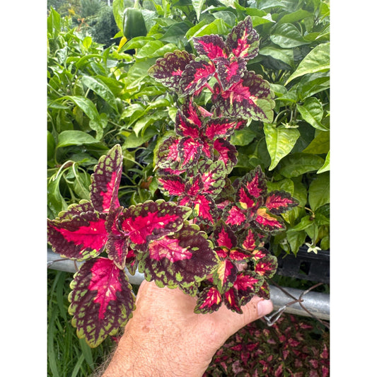 Coleus ‘miss monahan’