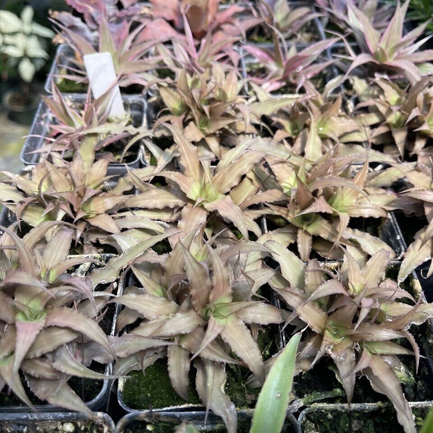 Cryptanthius ‘cafe au lait’ - Clustered