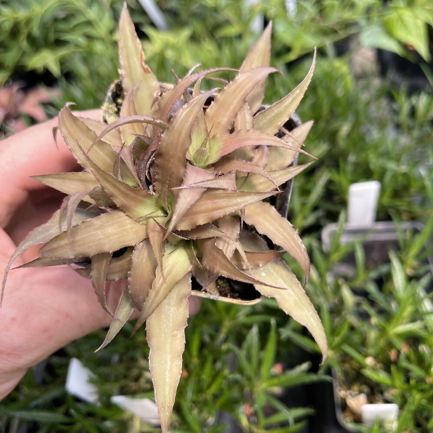 Cryptanthius ‘cafe au lait’ - Clustered