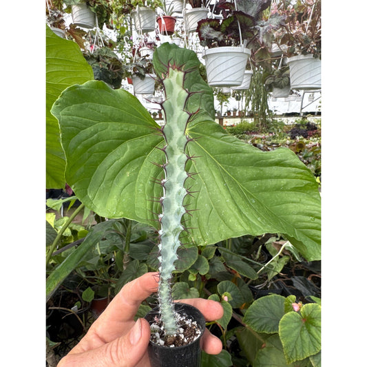 Euphorbia greenwayi