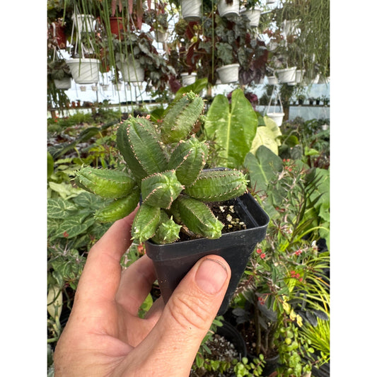 Euphorbia psuedoglobulosa