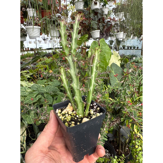 Euphorbia knuthii
