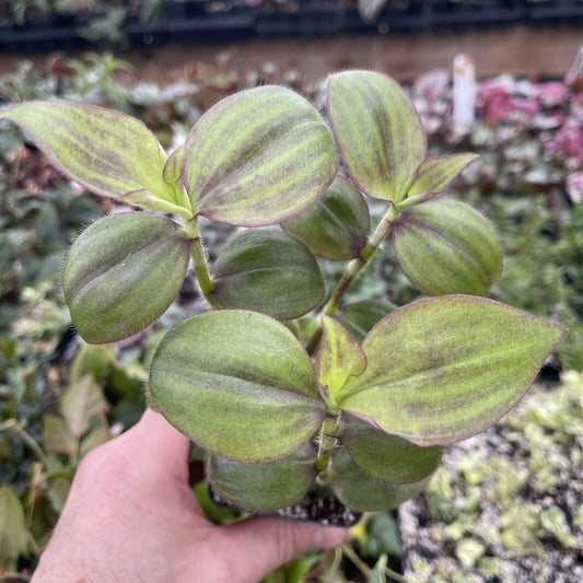 Tradescantia zebrina var. mollipila “purple plush”